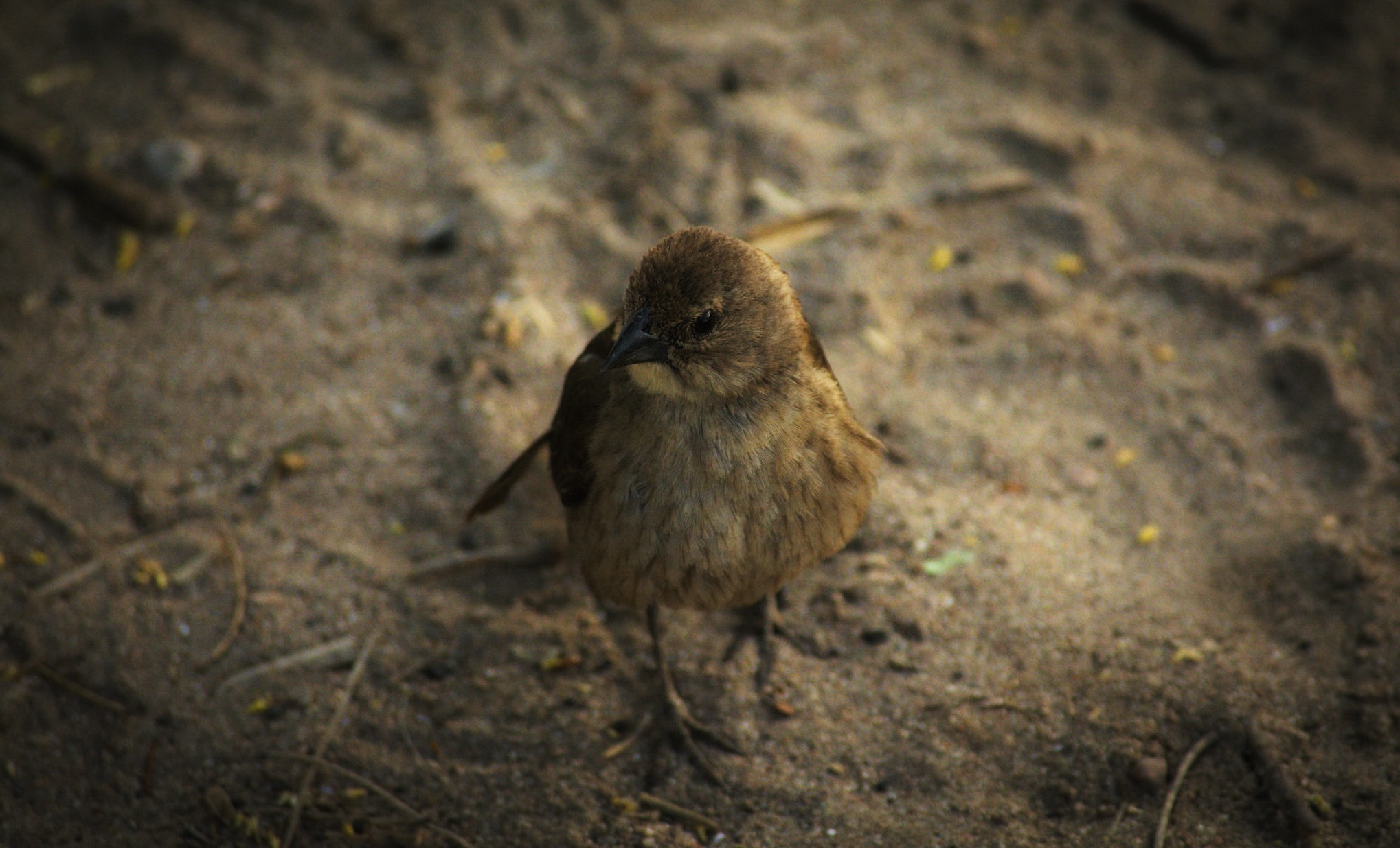 small and unafraid